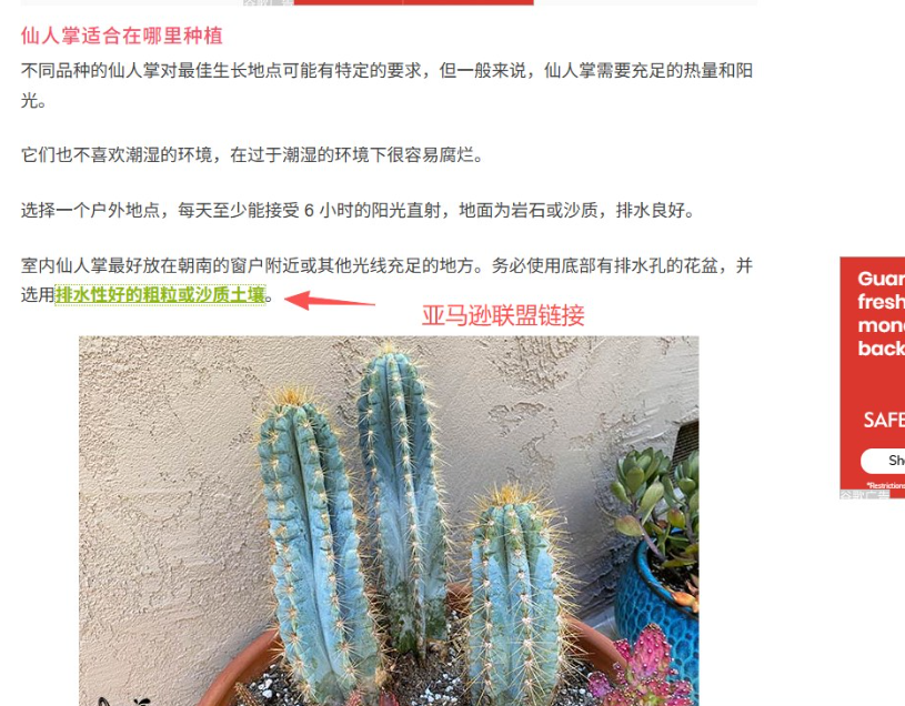 getbusygardening仙人掌教程文章里的绿色下划线是亚马逊联盟链接,红箭头标注,读者点击购买产生佣金